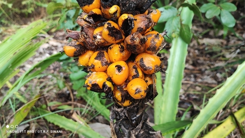 Foto de Caraguatá