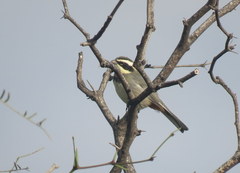 Microspingus torquatus