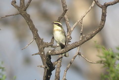 Microspingus torquatus