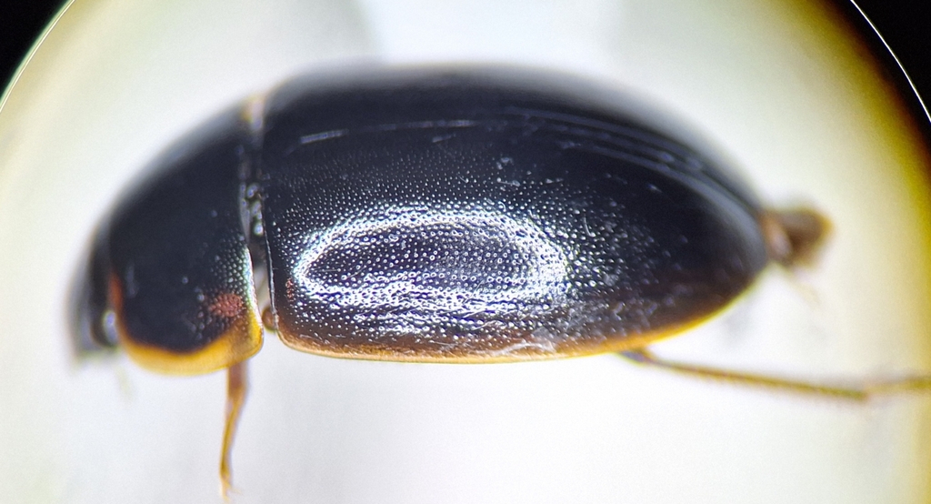 Cymbiodyta pacifica