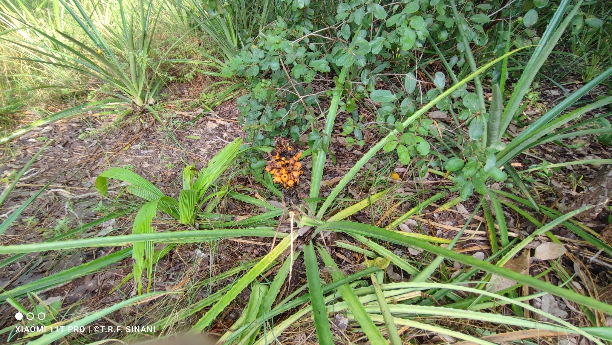 Imagem de Caraguatá