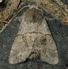 Gluphisia lintneri