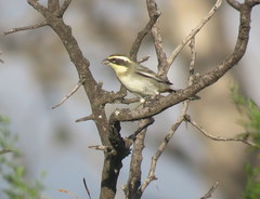 Microspingus torquatus