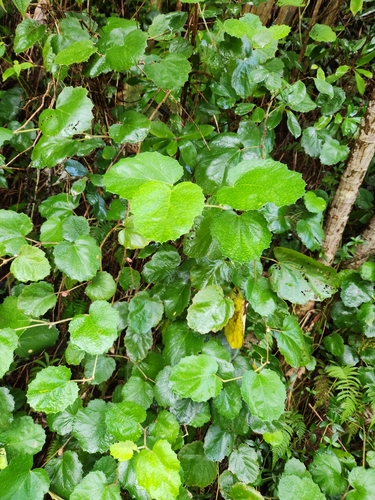Rubus sieboldii observed 2024-02-26