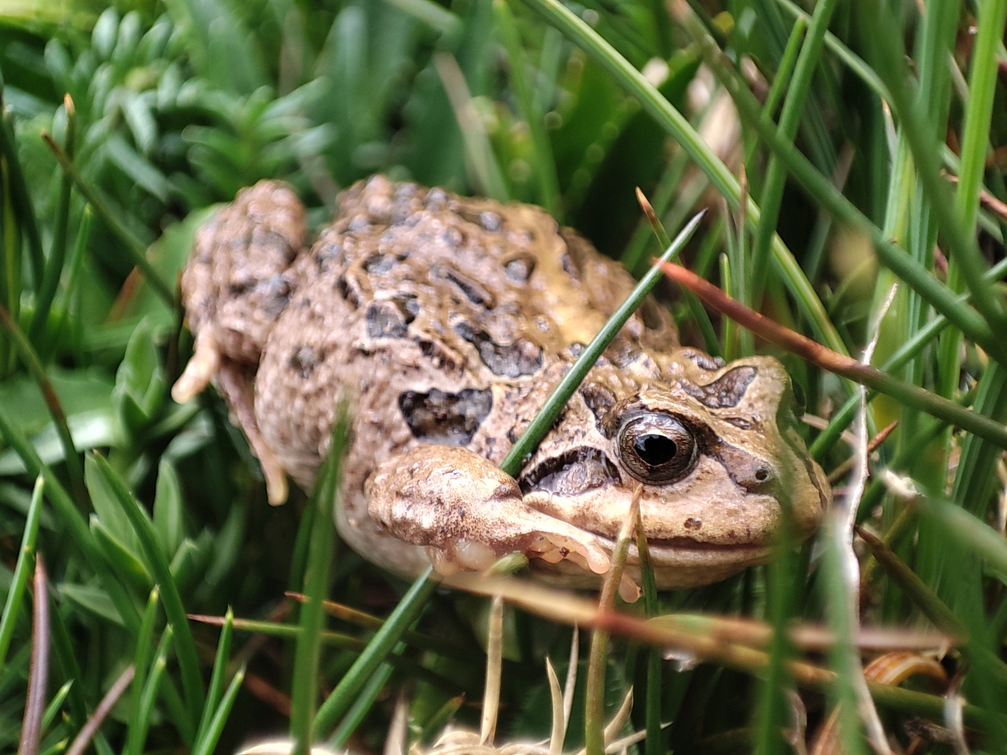 Marbled Four-eyed Frog, Pleurodema marmoratum