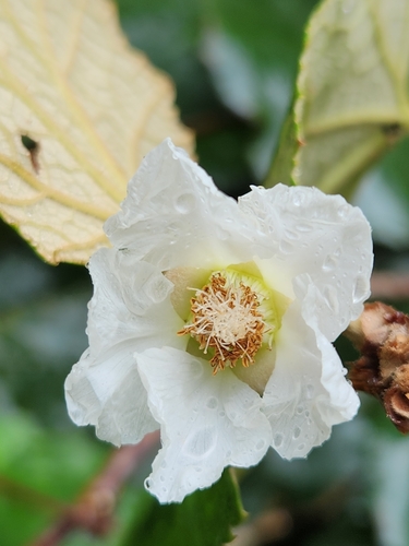 Rubus sieboldii