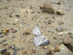 Megisba malaya sikkima