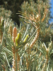 Neodiprion edulicolus