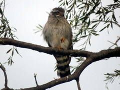 Spiziapteryx circumcincta