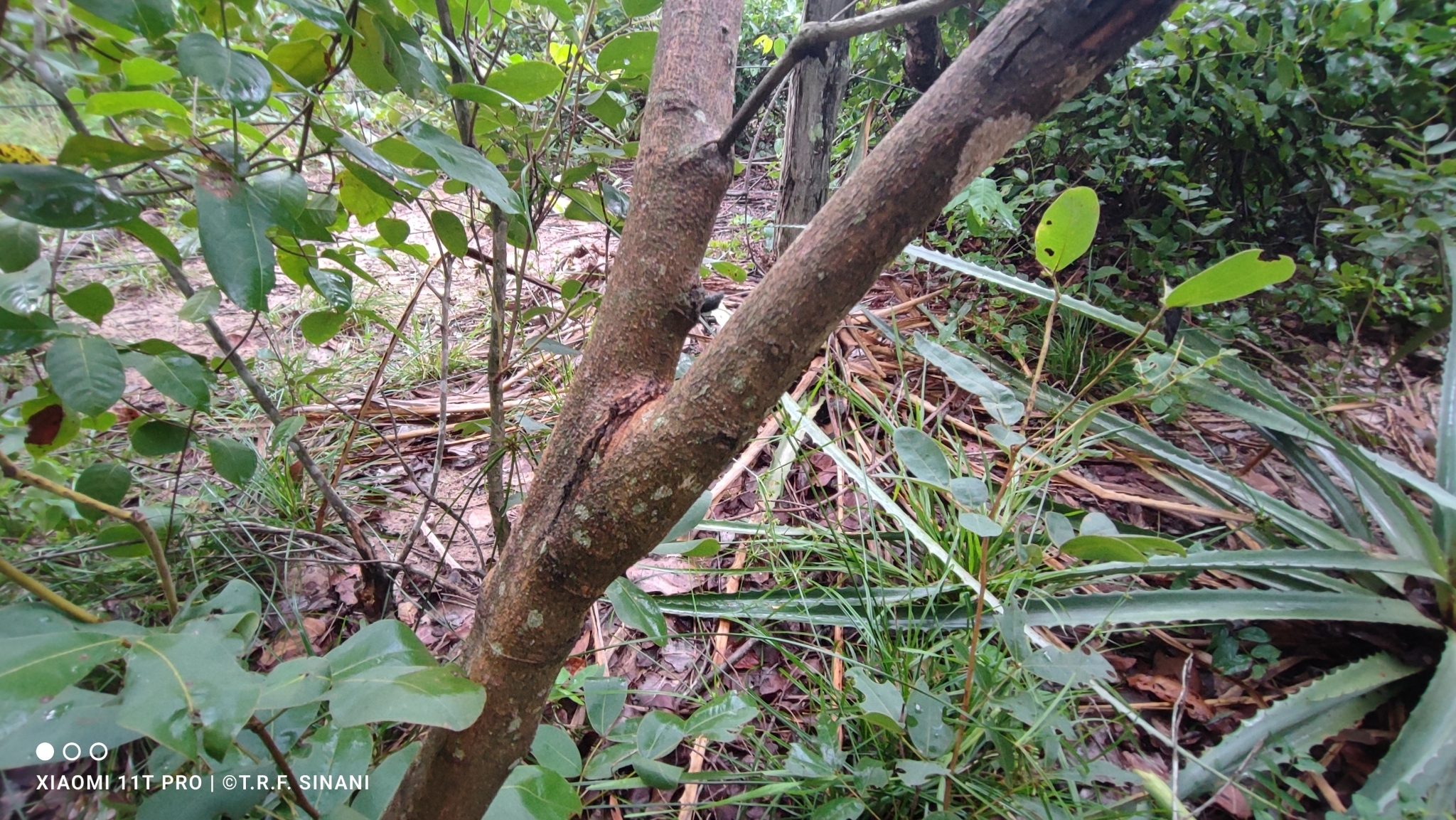 Imagem de Copaíba