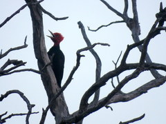 Campephilus leucopogon