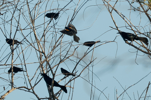 Tawny-shouldered Blackbird (Agelaius humeralis), photo 5