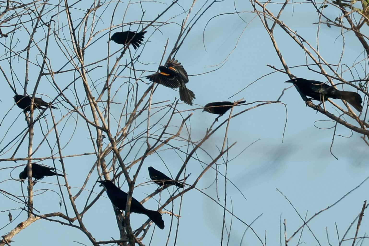 Tawny-shouldered Blackbird (Agelaius humeralis), photo 5