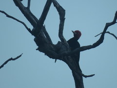 Campephilus leucopogon