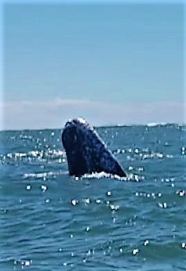 Gray whale