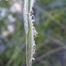 Sand Cordgrass - Photo (c) Nate Hartley, some rights reserved (CC BY-NC), uploaded by Nate Hartley