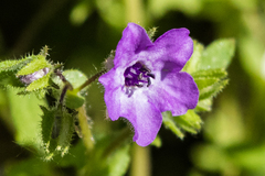 Pholistoma auritum auritum