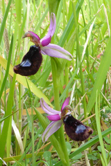 Ophrys bertolonii