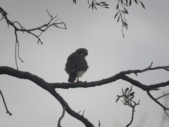 Spiziapteryx circumcincta