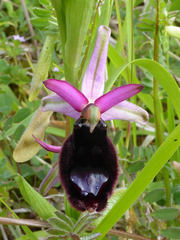 Ophrys bertolonii