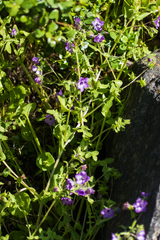 Pholistoma auritum auritum
