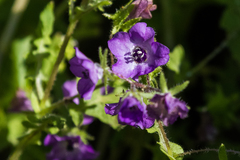 Pholistoma auritum auritum