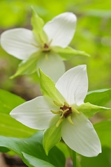 Trillium simile
