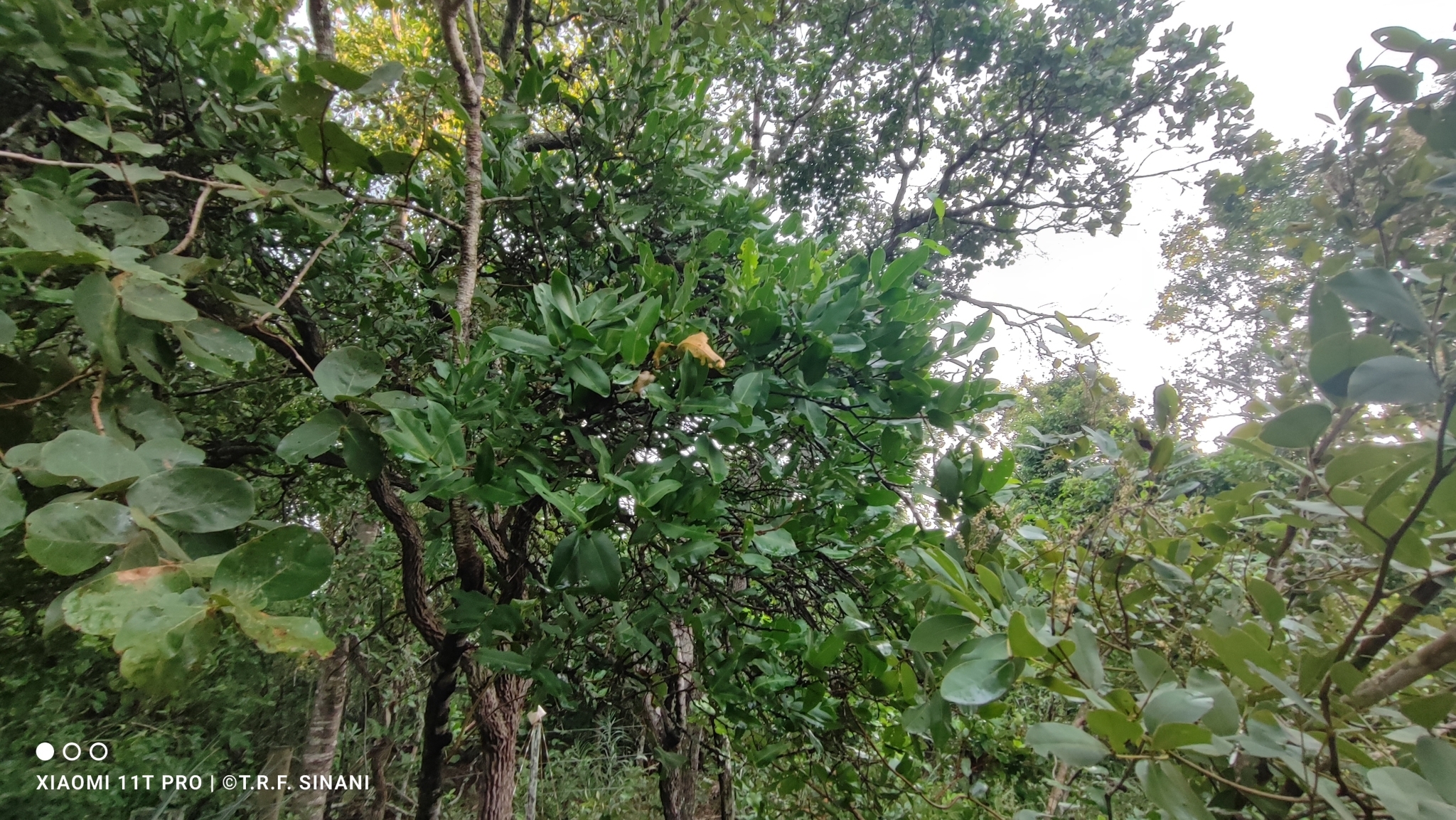 Imagem de Coroa-de-frade