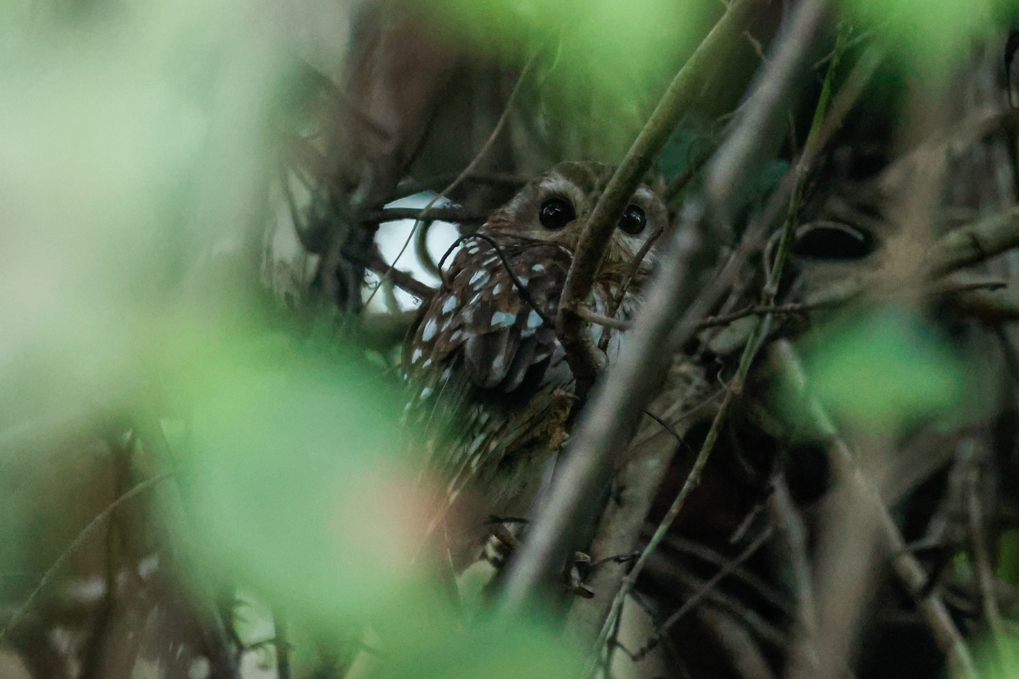 Bare-legged Owl (Margarobyas lawrencii), photo 7