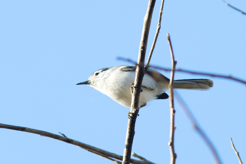 Yucatan Gnatcatcher (Polioptila albiventris), photo 7