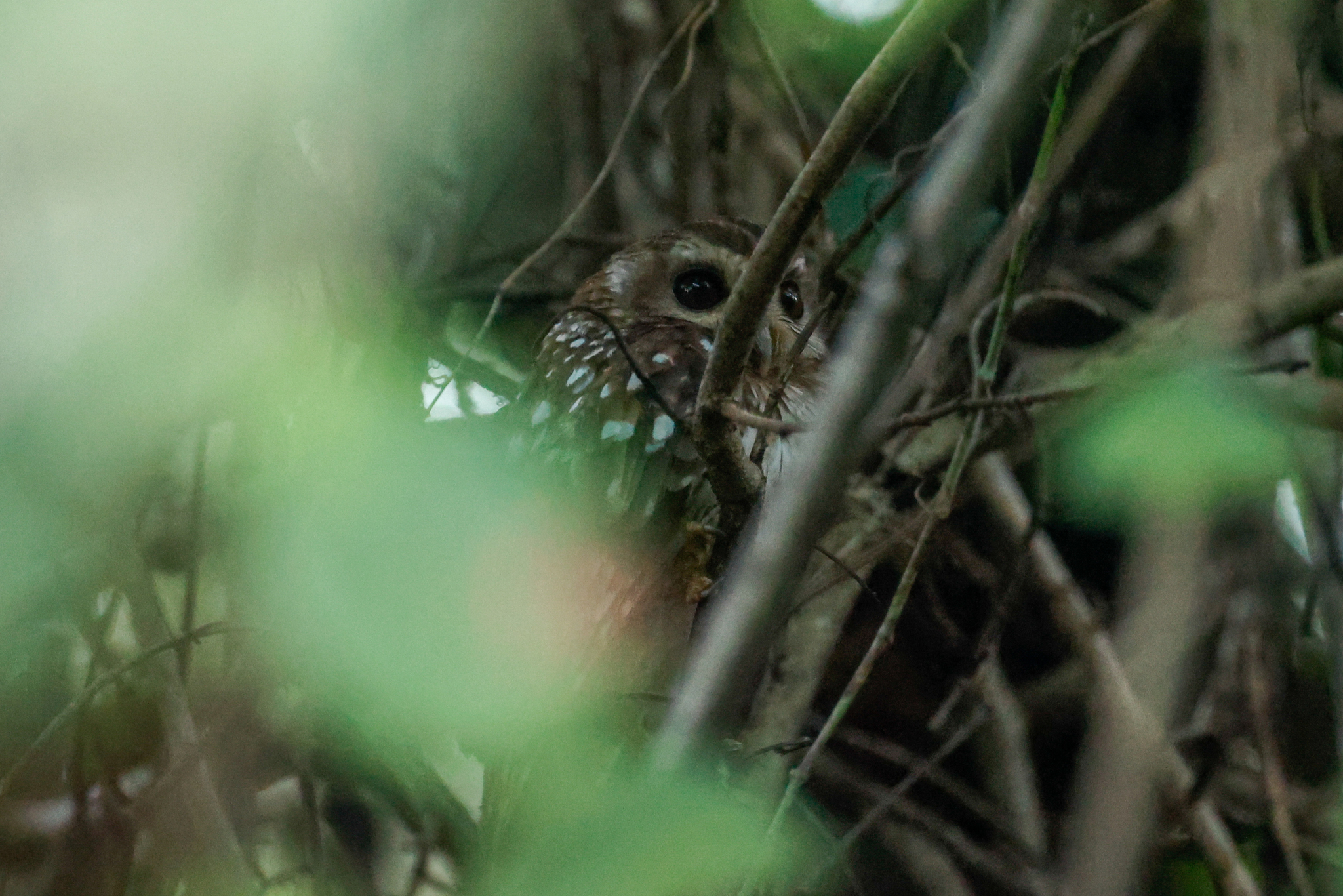 Bare-legged Owl (Margarobyas lawrencii), photo 8