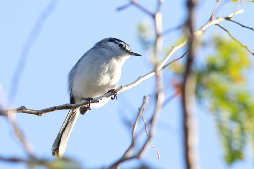 Yucatan Gnatcatcher (Polioptila albiventris), photo 3