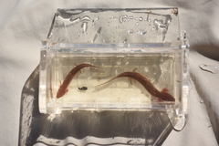 Necturus mounti