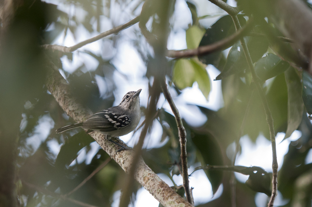 Todd's Antwren photo