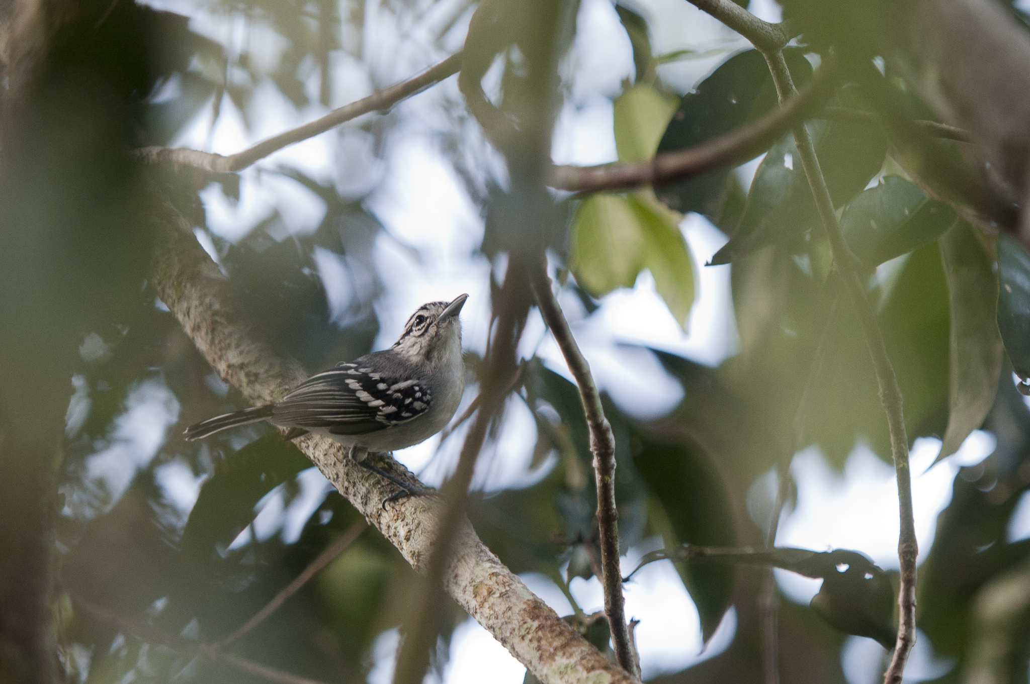 Todd's Antwren illustration