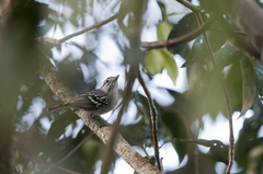 Todd's Antwren photo 1