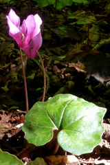 Cyclamen repandum