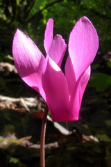 Cyclamen repandum