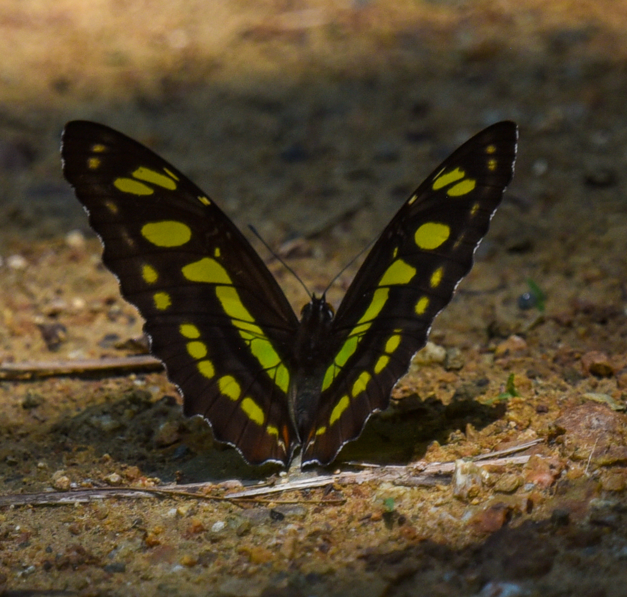 Siproeta stelenes image