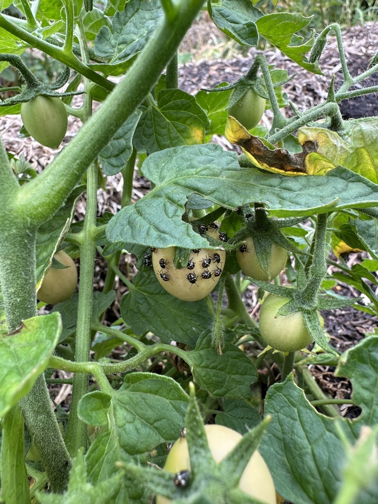 Southern Green Stink Bug from Tasmania, Geilston Bay, TAS, AU on