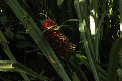 Aechmea magdalenae image