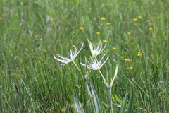 Hymenocallis liriosme