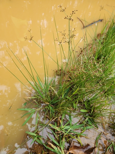 Fimbristylis littoralis observed 2024-02-26