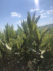 Euclea natalensis angustifolia