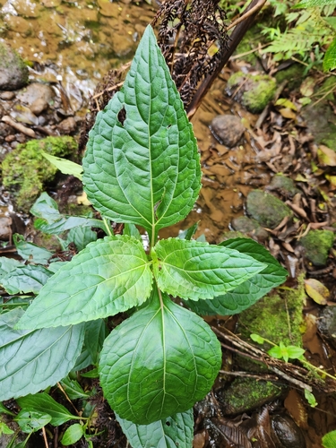 Adenostemma viscosum observed 2024-02-27