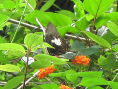 Papilio nephelus chaonulus