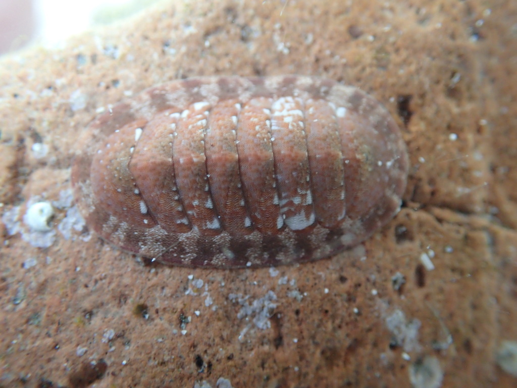 Ischnochiton tridentatus