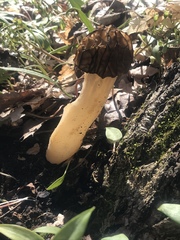 Morchella punctipes