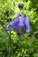 Aquilegia dumeticola