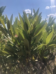 Euclea natalensis angustifolia